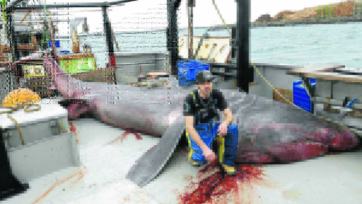 Trawler crew member James Owen with a basking shark caught off Portland. 
Picture: BOB McPHERSON