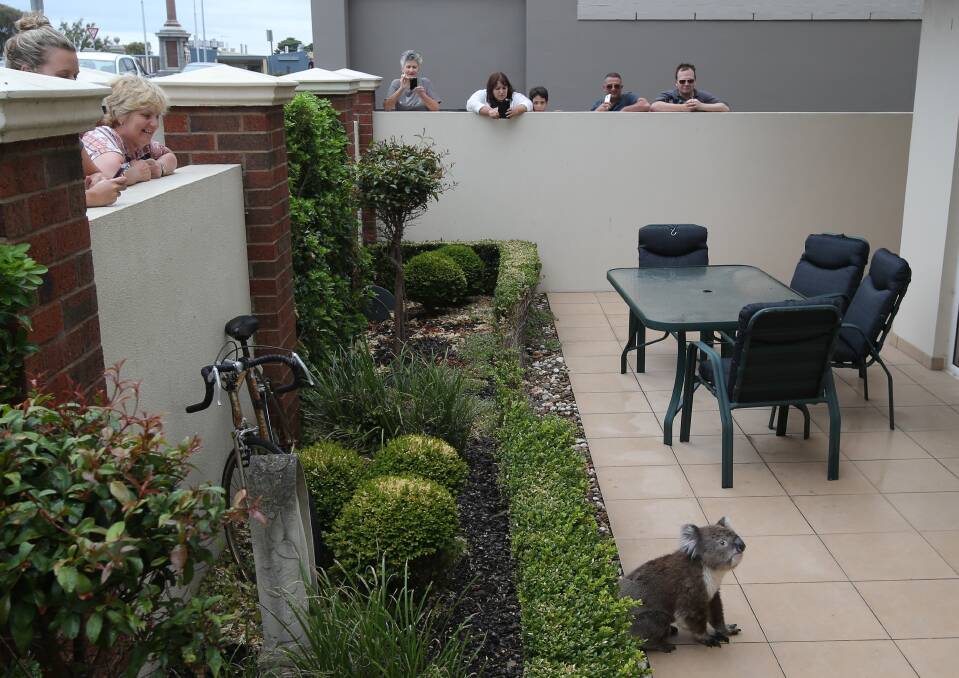 A wayward koala became an unwitting celebrity while awaiting rescue from the courtyard of an apartment in Merri Street, Warrnambool, this week. 50108DW61  Picture: DAMIAN WHITE

