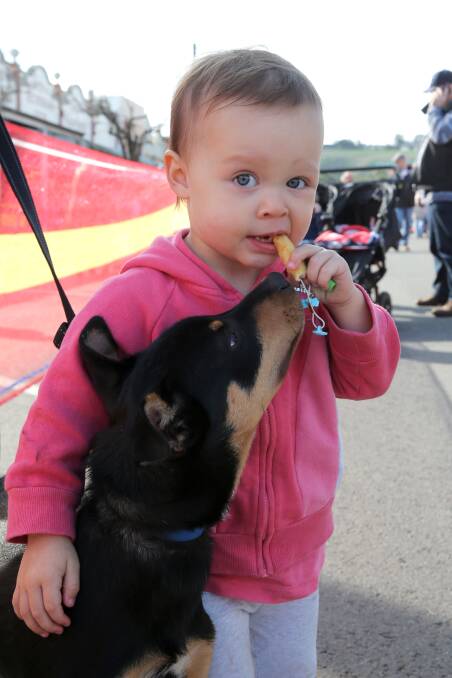 Young Torquay visitor Harper Godfrey, 2, tries to finish her chip before 15-week-old kelpie pup Rush can resist no more. 150606RG64 Picture: ROB GUNSTONE