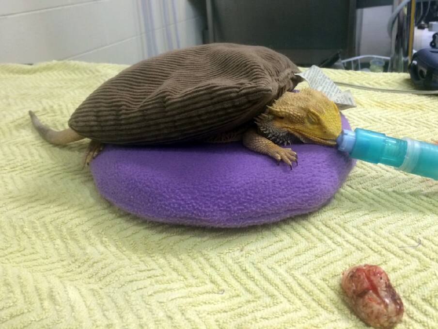 Alex the bearded dragon sleeps off the anaesthetic after his tumour (foreground) was removed.