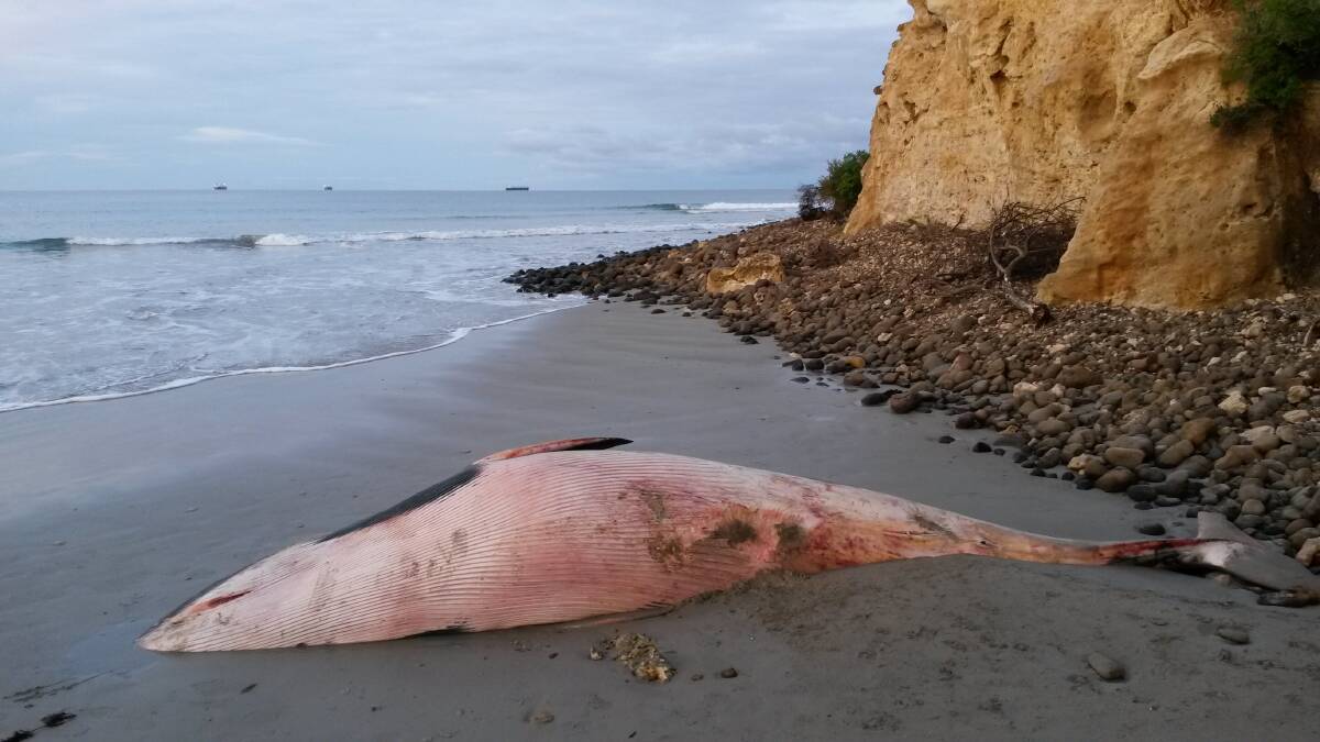 The dwarf minke whale washed up near Duttons Way, Portland, before being dissected by researchers.