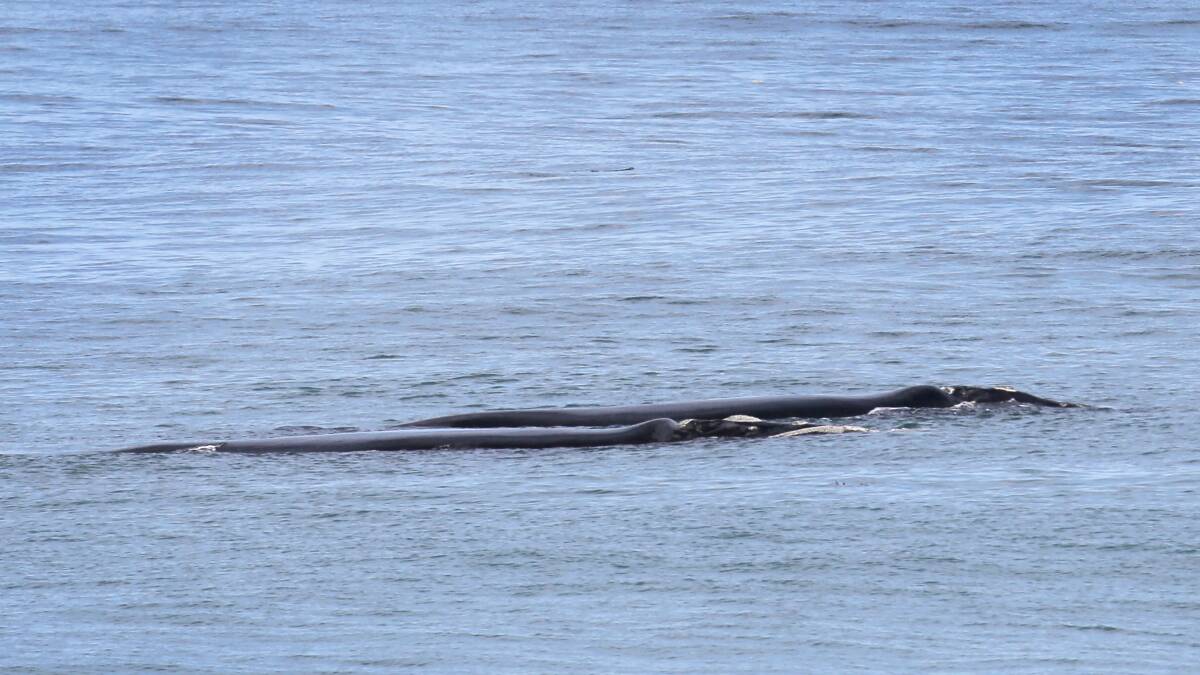 A southern right whale surfaces to sunshine off Logans Beach, Warrnambool, much to the delight of onlookers on a nearby viewing platform. 140722RG05 Picture: ROB GUNSTONE