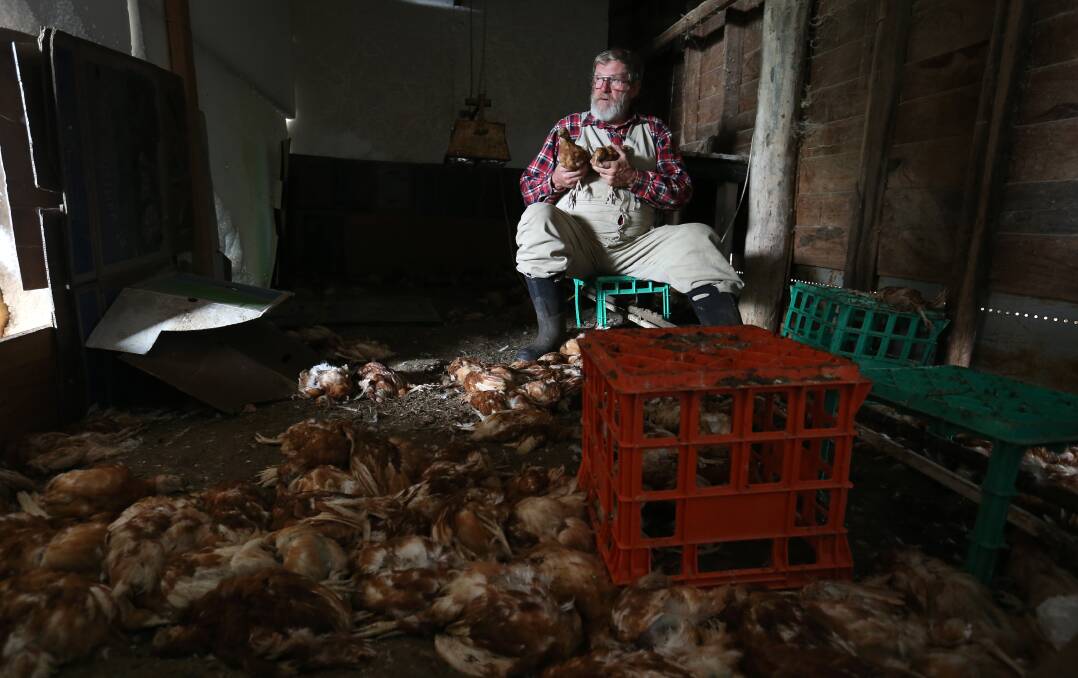 Rob Gunstone's photograph of Mortlake organic egg farmer Allan “Swampy” Marsh amid the carcasses of about 950 young hens killed by stray dogs in September last year. 