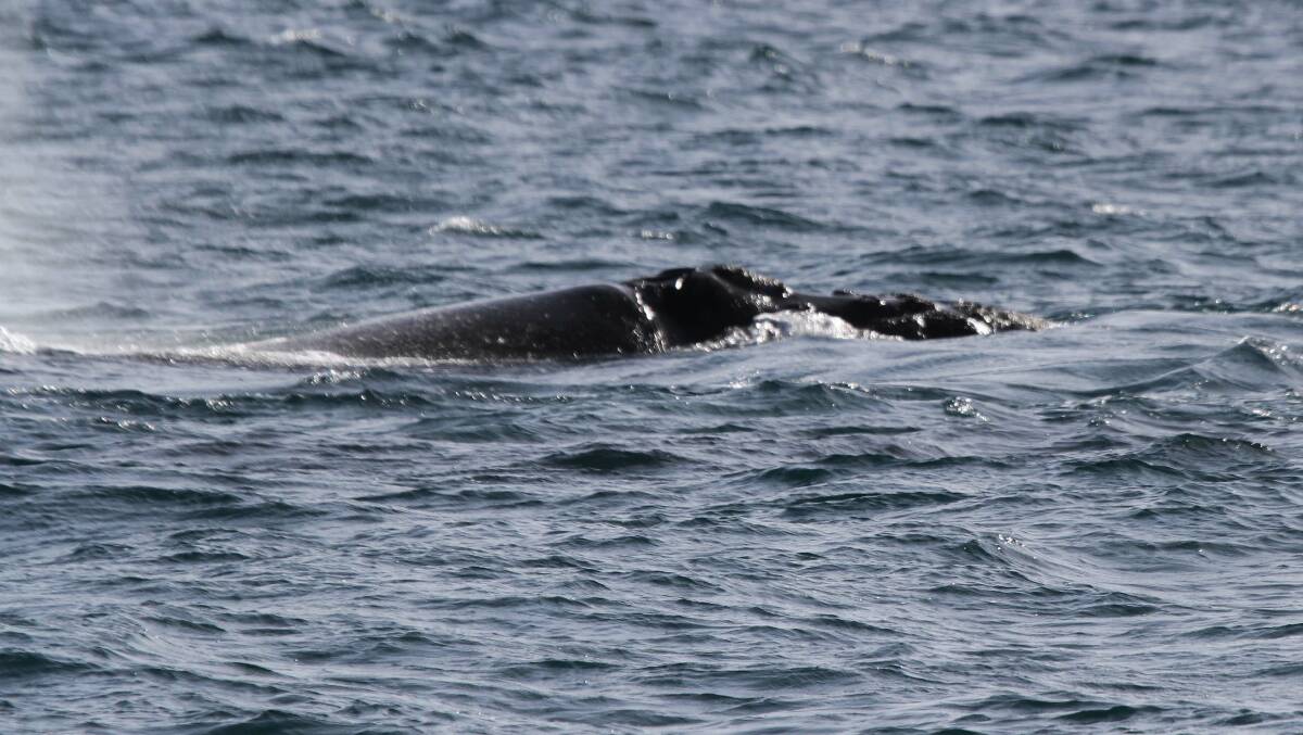 One of the whales sighted at Portland yesterday. Picture: BOB McPHERSON