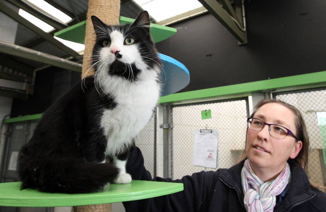 Warrnambool RSPCA Shelter supervisor Janita McLeod with Sylvester — one of the adult cats ready for fee-free adoption. 140625LP26 Picture: LEANNE PICKETT