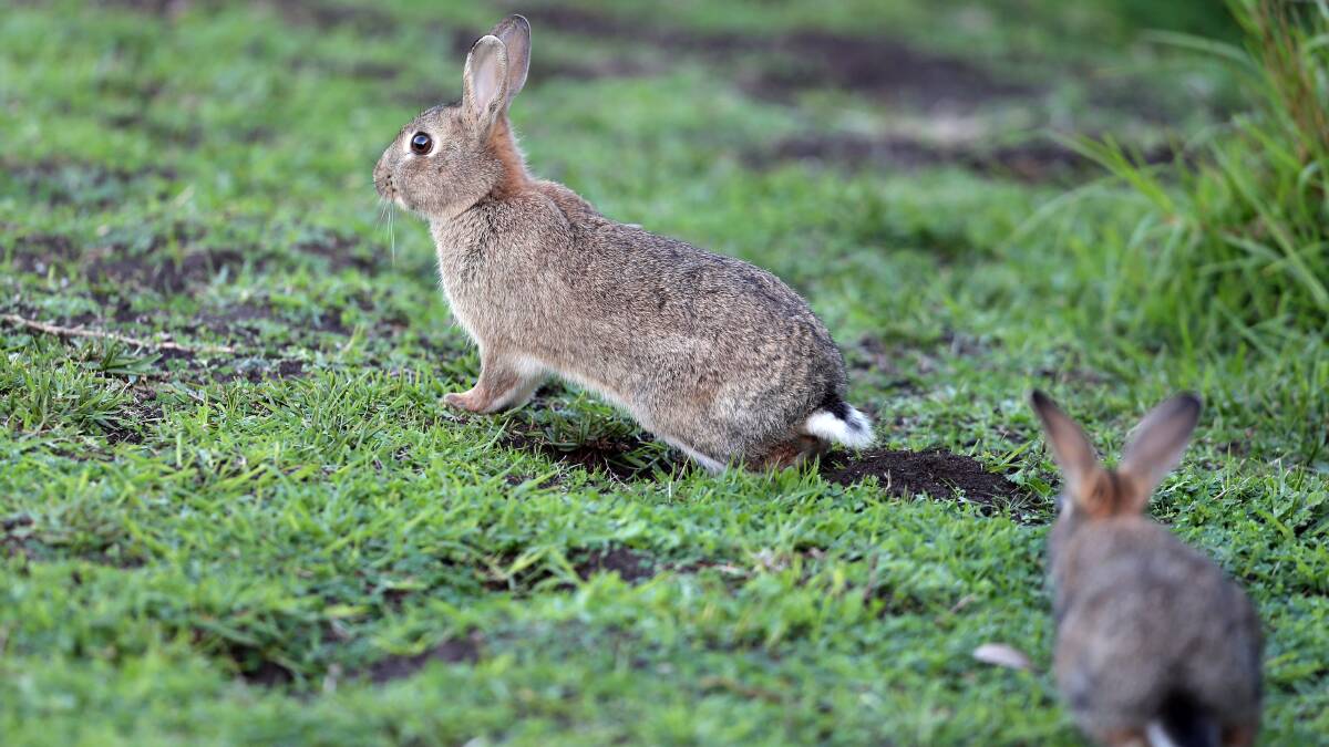 US uni may bring our randy rabbits under control