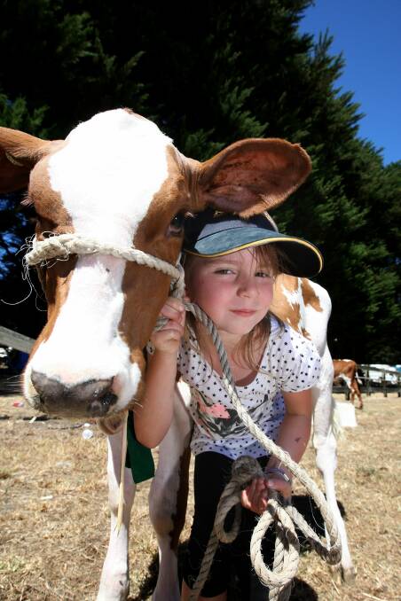 Six-year-old Taysha Scott, from Cobrico, and her Jersey calf at last year’s Heytesbury Show, an indication of how tomorrow’s event will cater for all ages.  