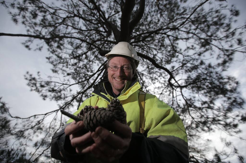 With the help of a cherry picker platform, Warrnambool Botanic Gardens curator John Sheely collects cones from the historic Lone Pine.  140619VH06 Picture: VICKY HUGHSON