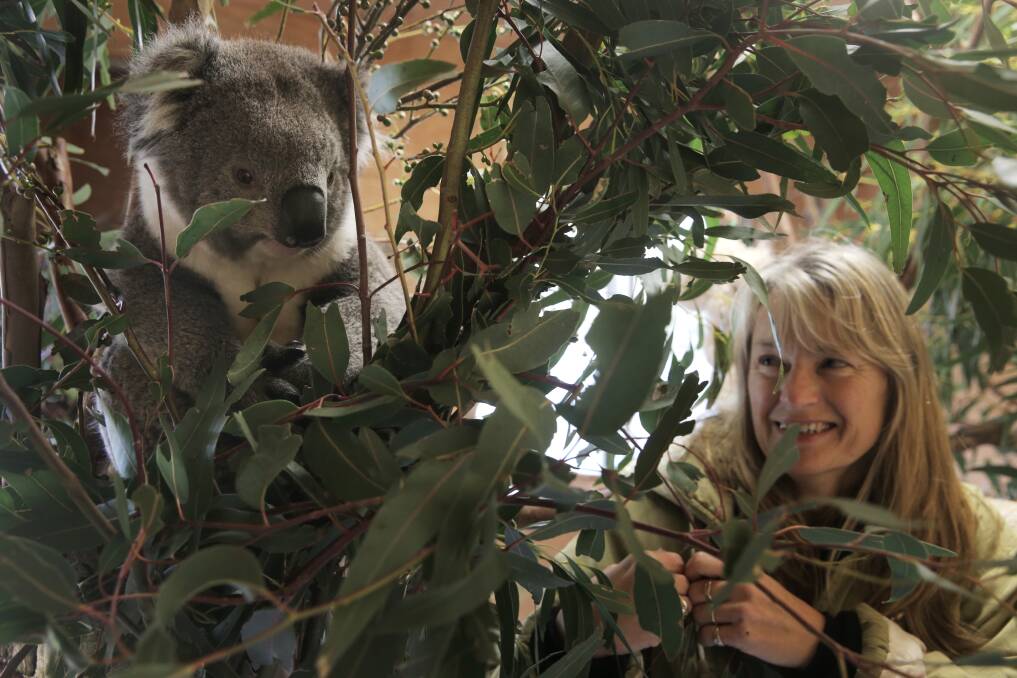 Wildlife carer Tracey Wilson is searching for the well-meaning animals lovers who left this koala at Tower Hill. She hopes the marsupial’s original habitat can be identified so it can be returned home. 140729RG14 Picture: ROB GUNSTONE
