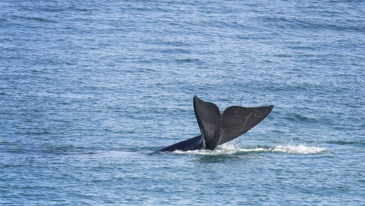 Environment officers are searching for a whale that may be entangled after a mishap with a fishing boat off Warrnambool. File photo: ROB GUNSTONE