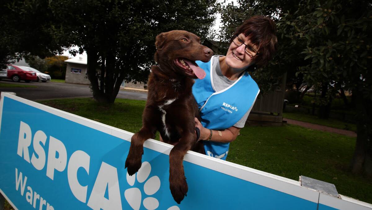 RSPCA volunteer Gloria Groves with 18-month-old kelpie Max, which is looking for a home. 
140715DW60 Picture: DAMIAN WHITE