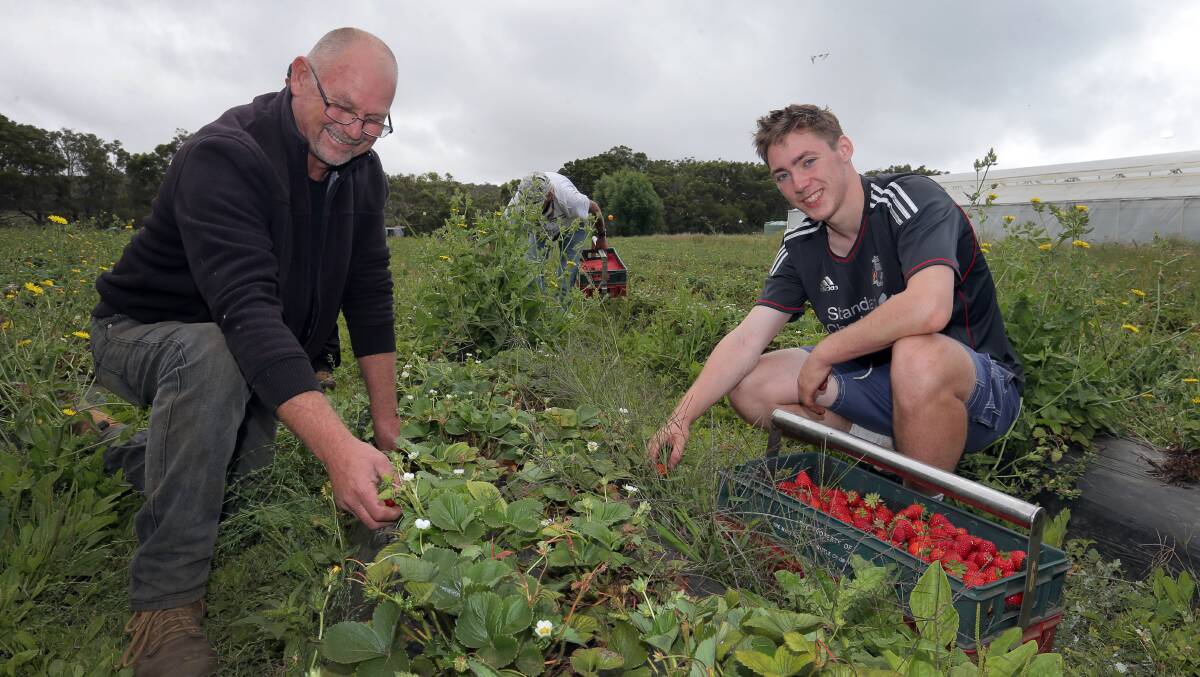 Peter Cutler (left), from Portland Strawberries, and picker James Corbett hard at work to meet the demand for their produce.  Picture: ROB GUNSTONE