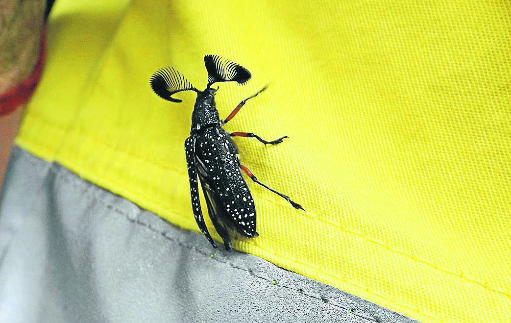 The feathered horned beetle found north of Port Fairy was more than 300km from its most recent sighting at Cranbourne.