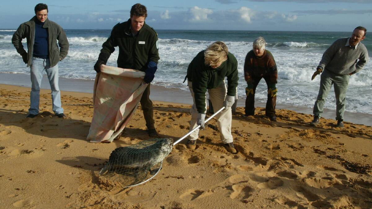 Gordo the seal being rescued from a Warrnambool beach in 2003. 