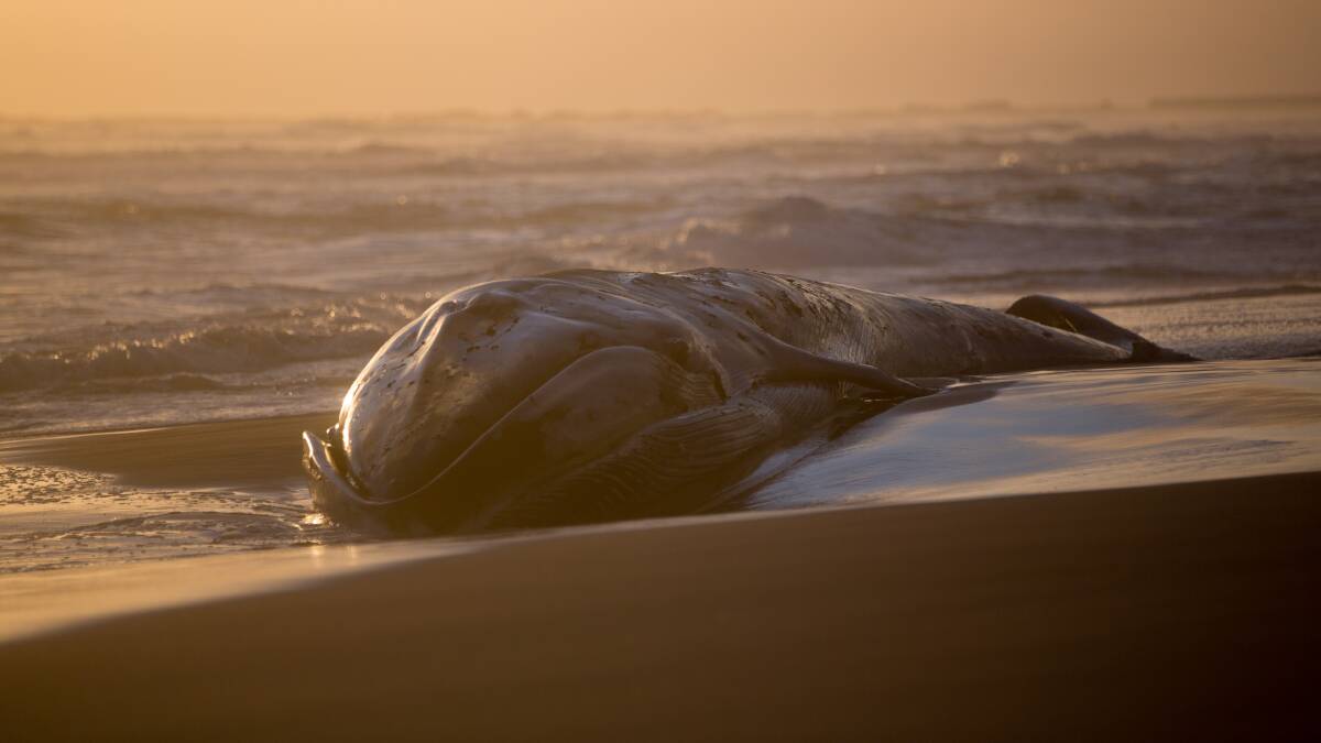 The fin whale at Levys Beach. Image: Museum Victoria
