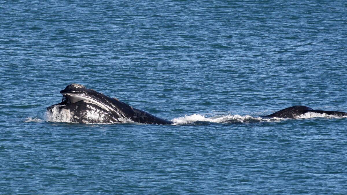 Whales are back in the Portland area, with several sighted over the weekend.