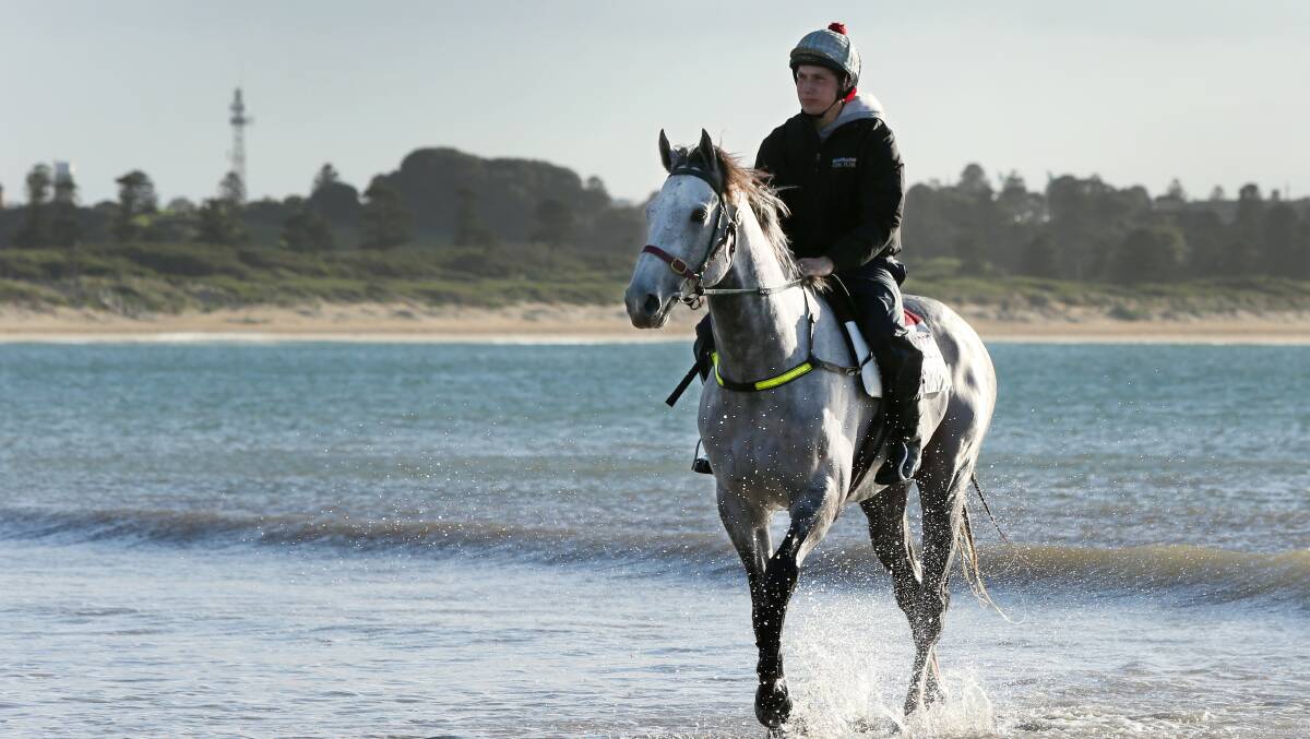 Warrnambool trainer Mitch Freedman works Puissance De Lune at Warrnambool’s Lady Bay beach ahead of the Cox Plate.  Picture: ROB GUNSTONE