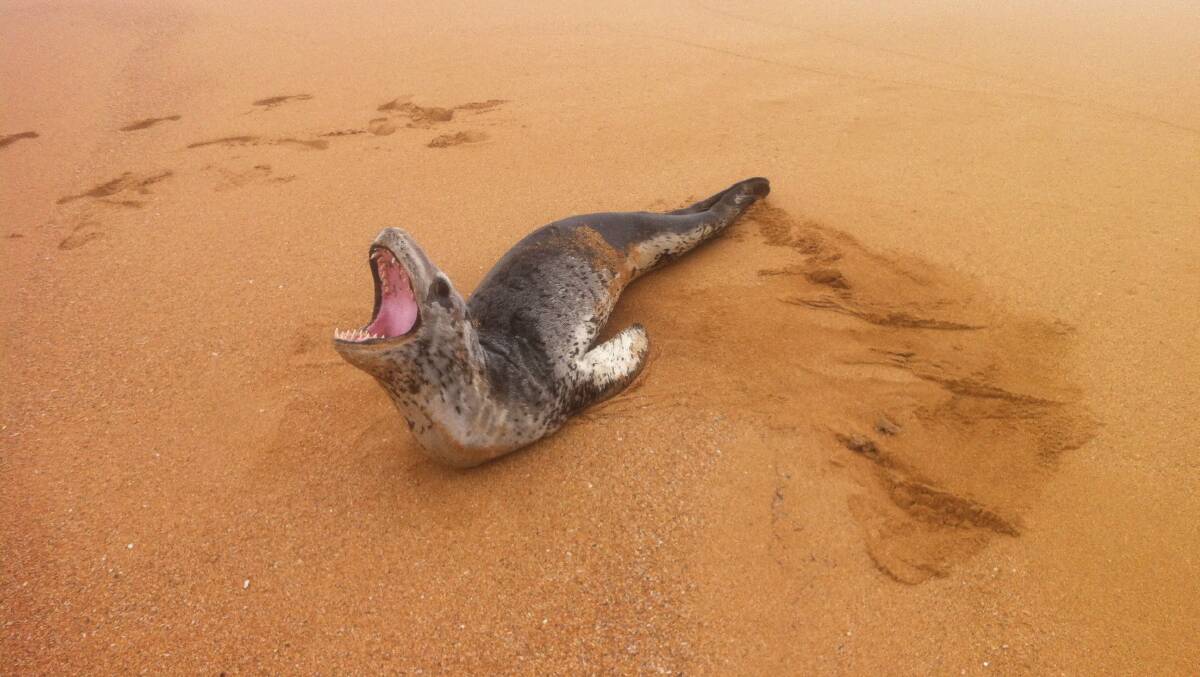 The injured leopard seal on Warrnambool's beach. Image: Philip Page