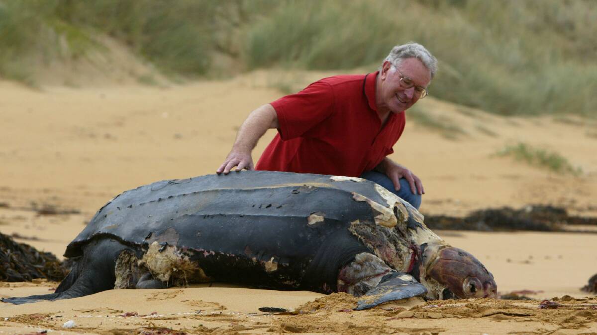 A dead Leatherback Turtle washed up on Logans Beach, found by John Weekes who lives along Hopkins Point Road.