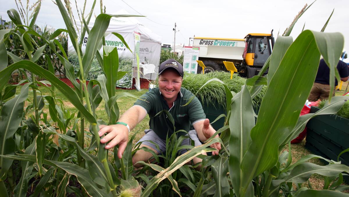Luke Davison from Grass Growers in Terang, looking through maize crop. 