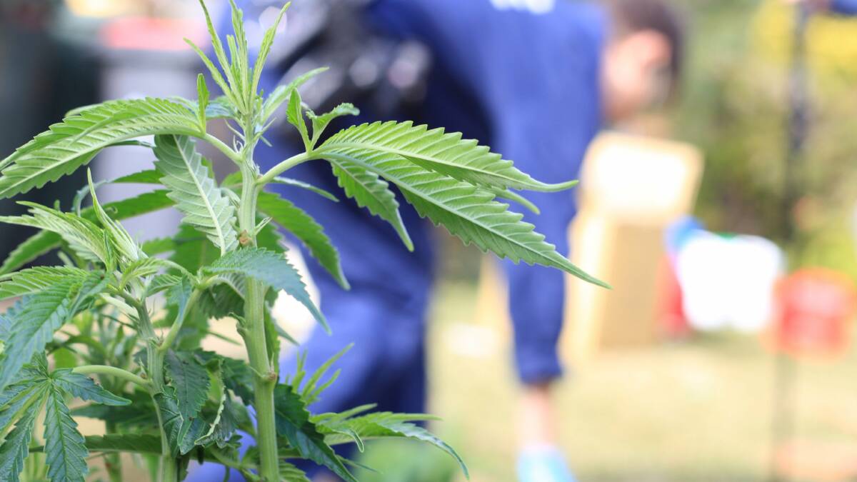 Jake Bevan, 33, of Caramut Road, pleaded guilty in the Warrnambool Magistrates Court yesterday to trafficking cannabis.