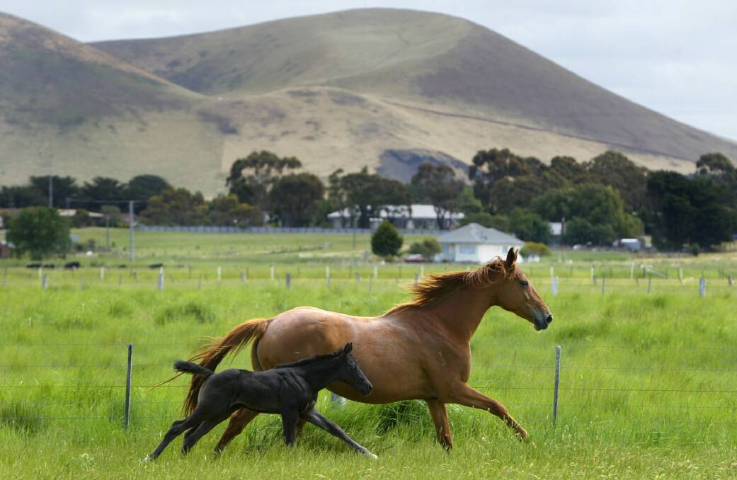 Flute and her foal Archer - the first thoroughbred horse from a frozen embryo, running at Camperdown.