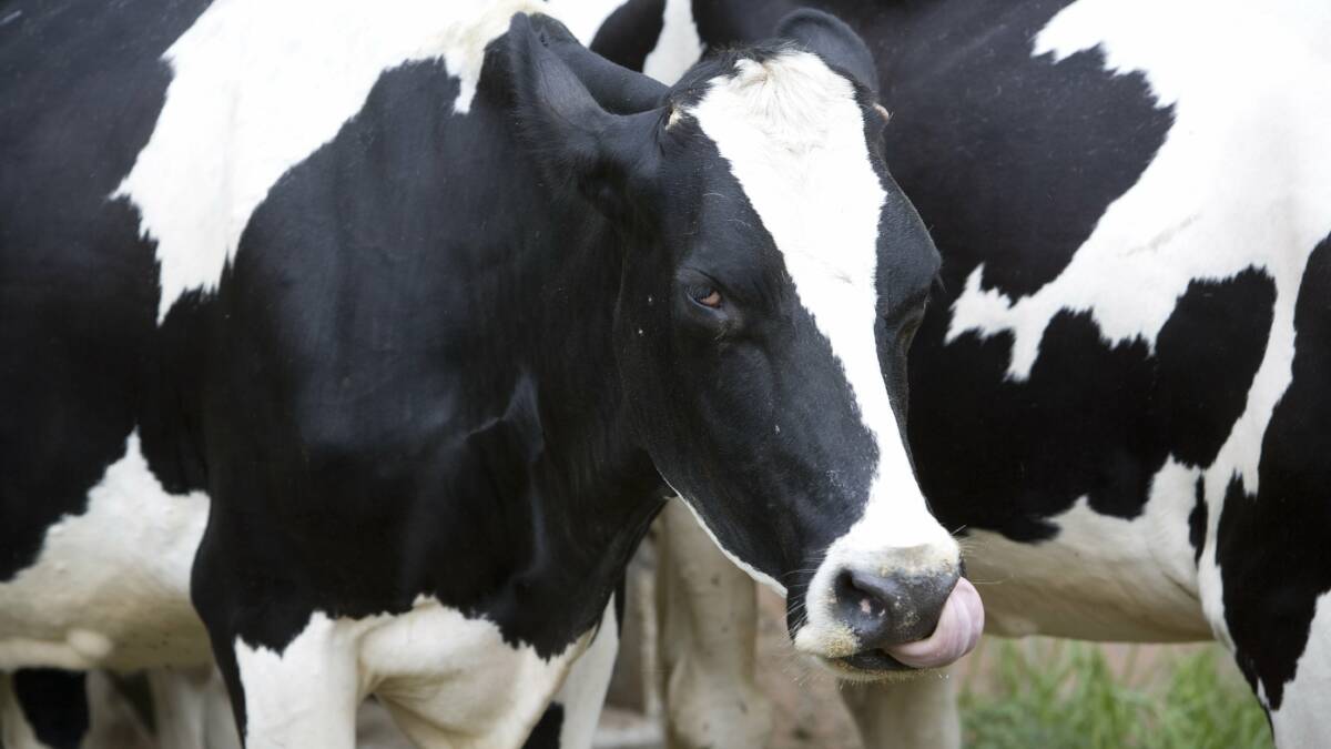 A Chinese-backed consortium has proposed to control a new export dairy farm in the region.