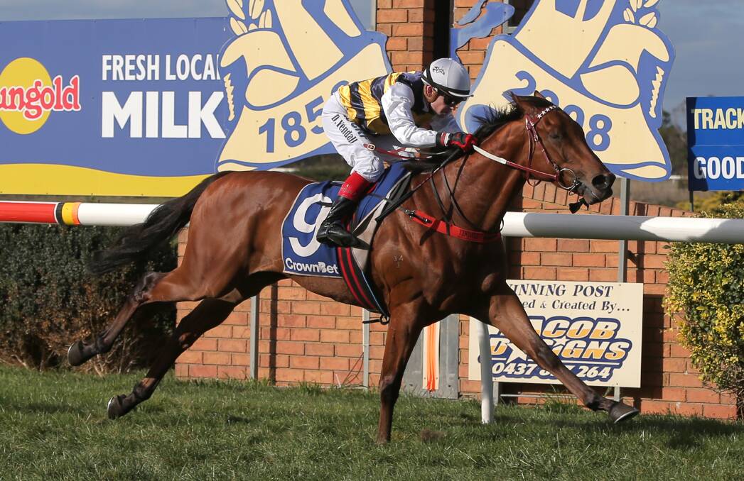 ENTERED: Darren Weir has put up Terang Cup-winner Master Zephyr as one of three horses he has entered in the Warrnambool Cup. Picture: Rob Gunstone