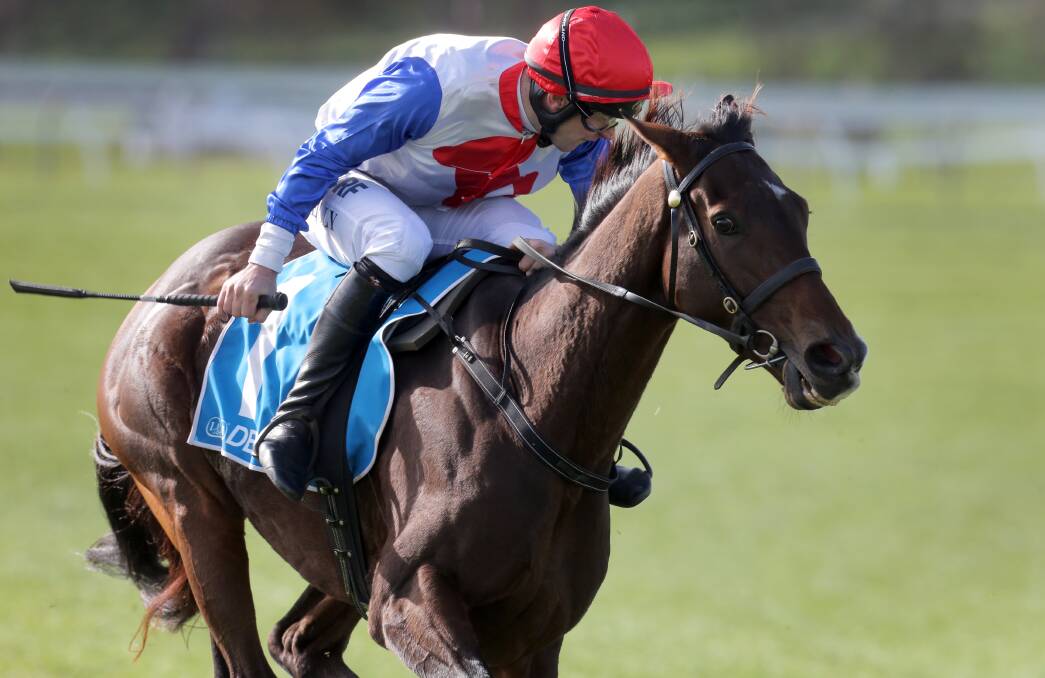 HEAVYWEIGHT: Thubiaan, pictured during last year's Brierly Steeplechase, is set to be given the top-weight for next Thursday's Grand Annual. Picture: Rob Gunstone