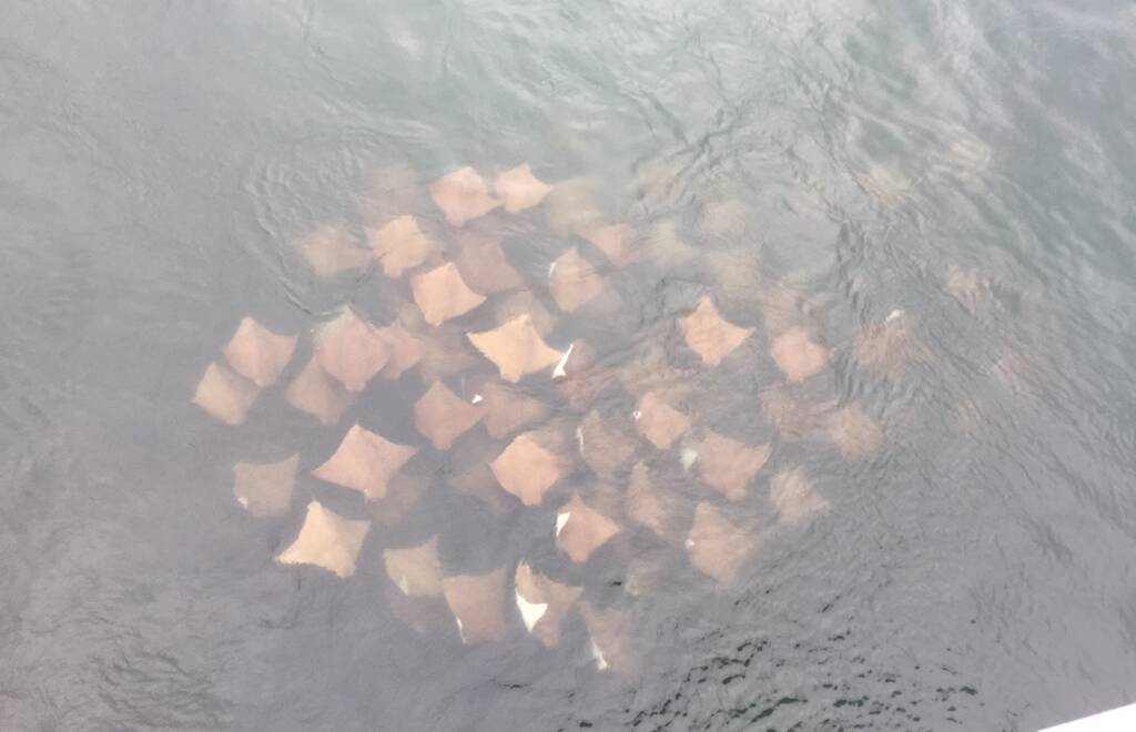 Spotted: A fever of stingrays were found close to the shoreline under the Forster Tuncurry Bridge. Photo: Kari Smith. 