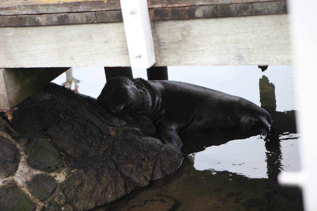 The seal at Port Fairy has a spell. 