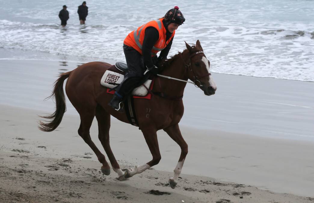 ON THE RUN: Strapper Maddie Raymond gets Caulfield Cup hopeful Real Love up to a canter along the beach near Lady Bay in Warrnambool. Picture: Rob Gunstone