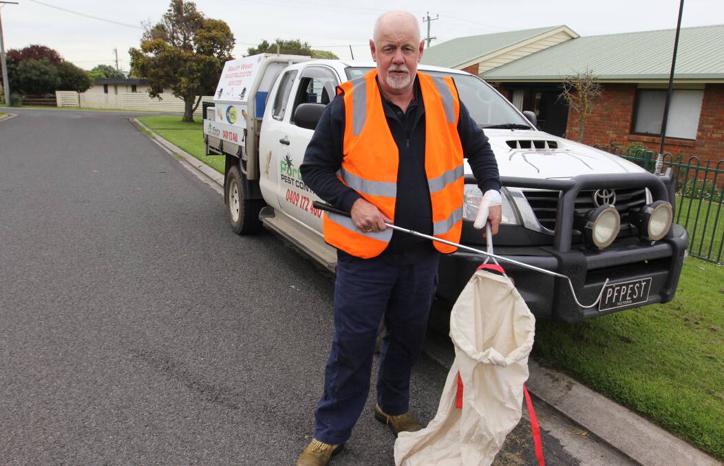 GOOD CATCH: Neville Suter from Port Fairy Pest Control is busy catching snakes with early spring rainfall helping to bring them out earlier than usual. Picture: Anthony Brady