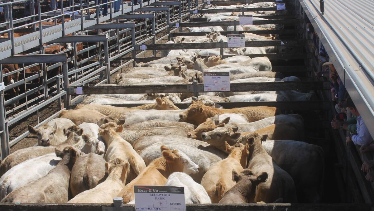 The 1648-head Hamilton Euro-breds sale was dominated by Charolais with the best presented yard awarded to the Armytage family's Delamere steers, 389kg sold at 295c/kg. 