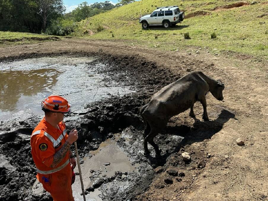 Emergency crews rescuing a cow stuck in mud alongside a Jamberoo dam. Pictures by SES
