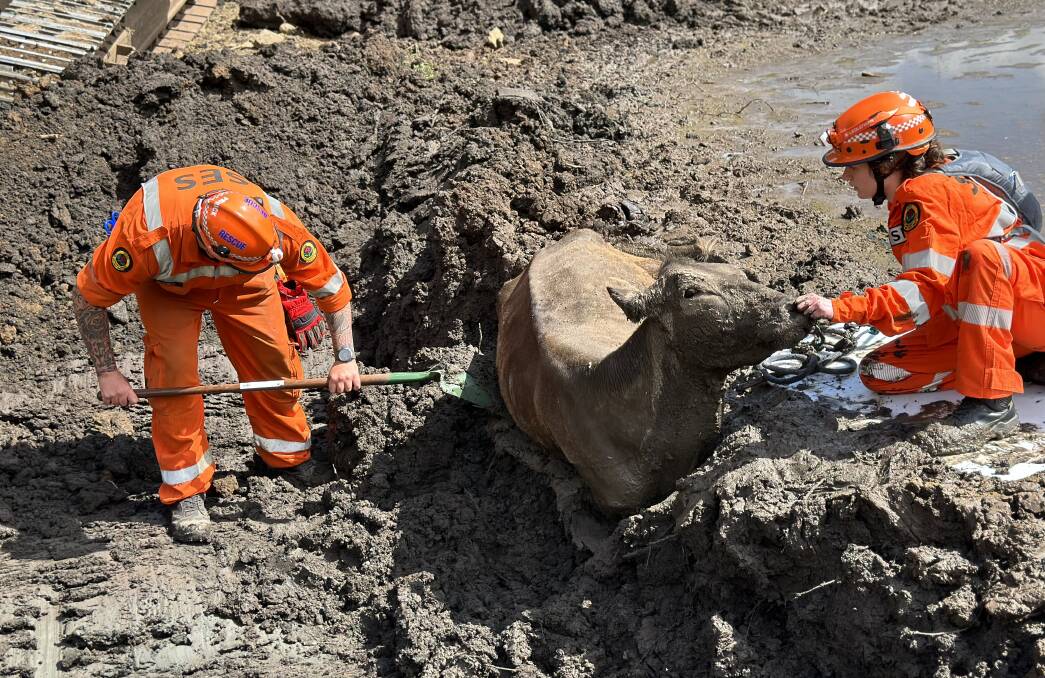 Emergency crews rescuing a cow stuck in mud alongside a Jamberoo dam. Picture by SES