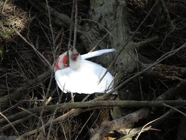 A poisoned corella, dead in a tree at Lismore.