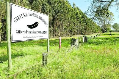Thirty blue gum plantation properties across regional Victoria and South Australia have been put up for sale. Picture: The Age