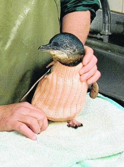 An example of a small jumper used to stop penguins from preening themselves after an oil spill.