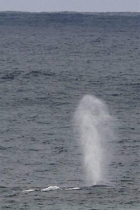 Blue whales make rare Warrnambool visit