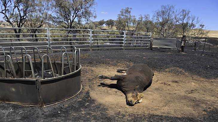 Toll … animal deaths in fire areas have been high.