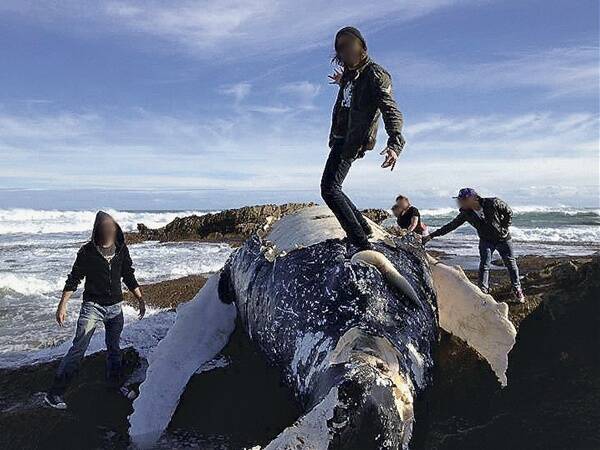 People play with the dead whale.