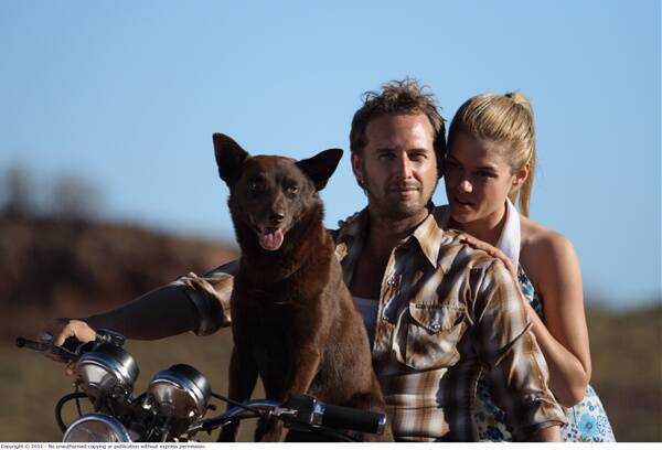 Koko stars as Red Dog alongside Josh Lucas and Rachael Taylor.