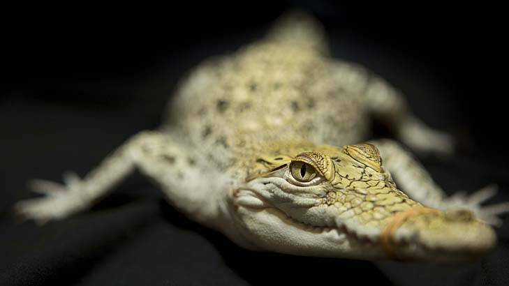 ''It was such a cute crocodile that the girl initially looking after it assumed it was a female and the name has stuck'' ... saltwater crocodile Pearl defied the odds against its survival.