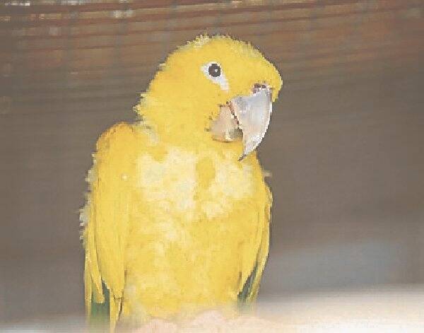 The valuable parrot. 090301DW70