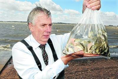 MAIN: Agriculture Minister Peter Walsh wades into the task of releasing estuary perch at Lake Bolac as part of the state’s first large-scale marine stocking. 