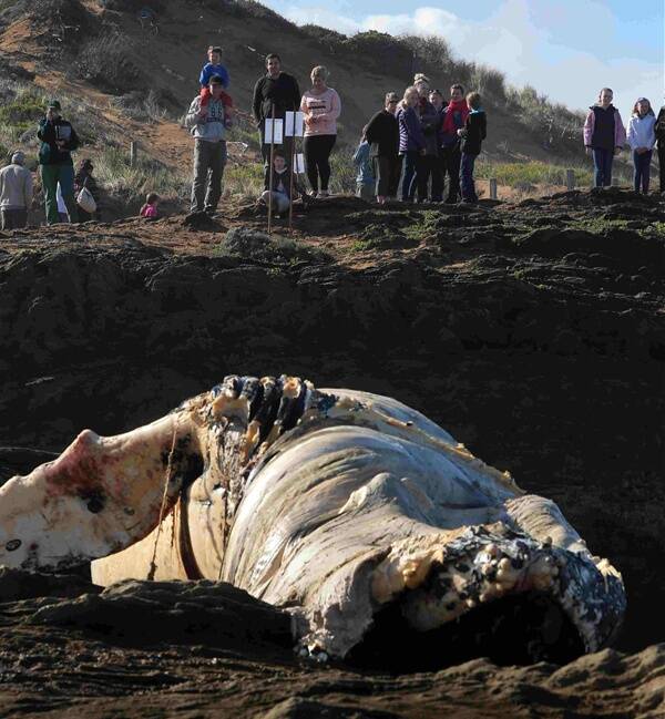 The dead whale near Thunder Point attracted big crowds over the weekend.