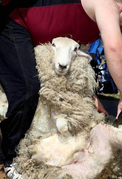 Luke Rowbottom from Broadwater shearing a sheep. 091107AS14