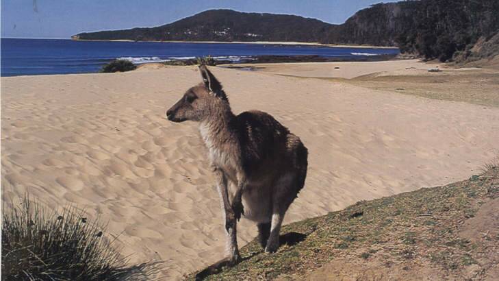 'Dangerous decline' ... some ecologists are worried about a long-term fall in kangaroo numbers.