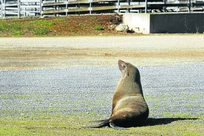 This female Australian fur seal made its way up the Merri River and into the Warrnambool saleyards. DSE wildlife officers later put the animal down because of its poor health. 110820RG07 Picture: ROB GUNSTONE